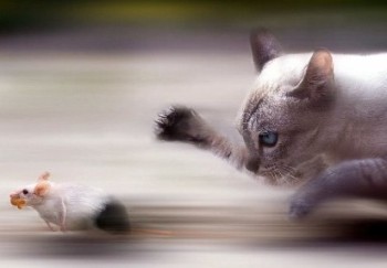 Cat and Rat